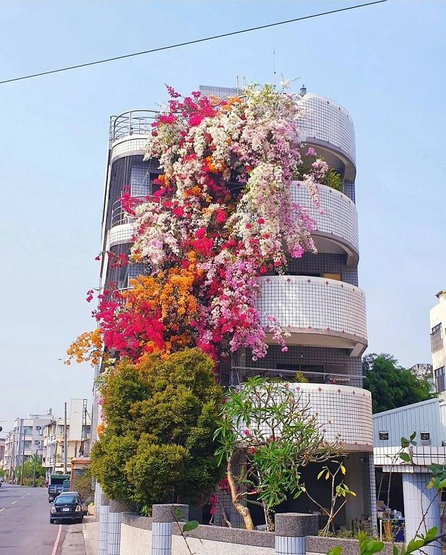 Tháng 5, tháng 6, 7 cây cảnh cần "vỗ béo", chỉ cần ăn no uống tốt là nở như thác lũ - Ảnh 4.