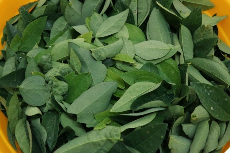 Cây này trồng chỉ lấy lá, vitamin C gấp 45 lần rau thường, nấu với trứng rất ngon, quét sạch “rác” trong ngũ tạng - Ảnh 7.