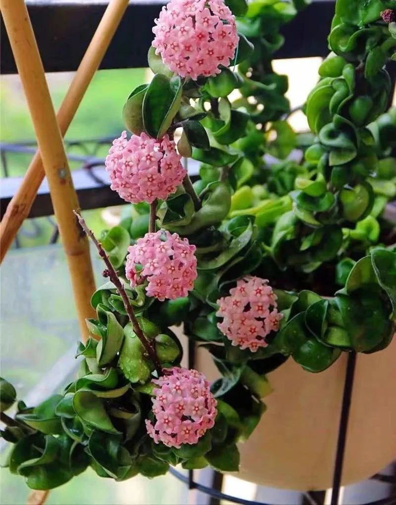 5 loại cây cảnh dây leo tuyệt đẹp, thích hợp trồng trong nhà, tạo cảnh thần tiên, mơ mộng - Ảnh 5.