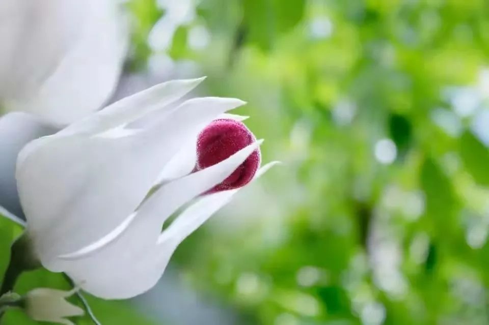 5 loại cây cảnh dây leo tuyệt đẹp, thích hợp trồng trong nhà, tạo cảnh thần tiên, mơ mộng - Ảnh 2.