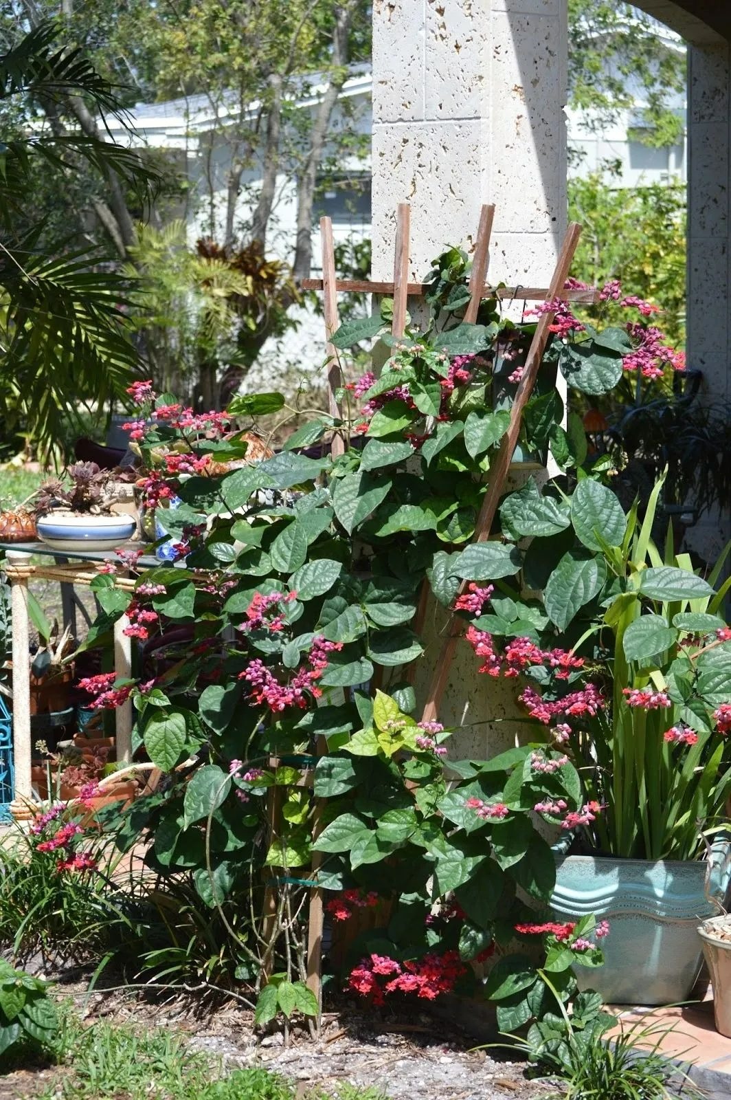 5 loại cây cảnh dây leo tuyệt đẹp, thích hợp trồng trong nhà, tạo cảnh thần tiên, mơ mộng - Ảnh 3.