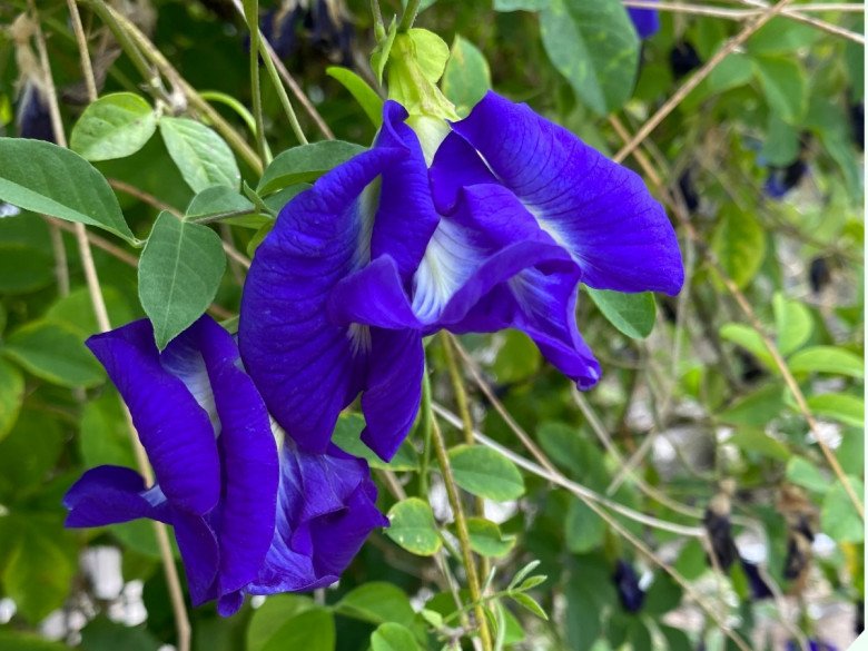 Hoa mọc bờ rào được ví như “phẩm màu” tự nhiên, giá 1 triệu đồng/kg, mua về nấu nhớ 3 điều kẻo hại thân - Ảnh 1.