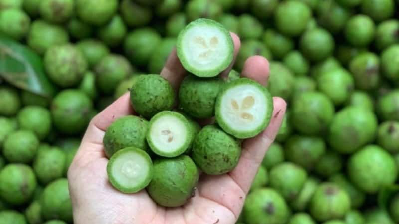 Loại quả nổi tiếng mùa hè, chín ngọt, xanh dùng để làm nước giải nhiệt, om vịt, nấu canh chua cực ngon - Ảnh 1.