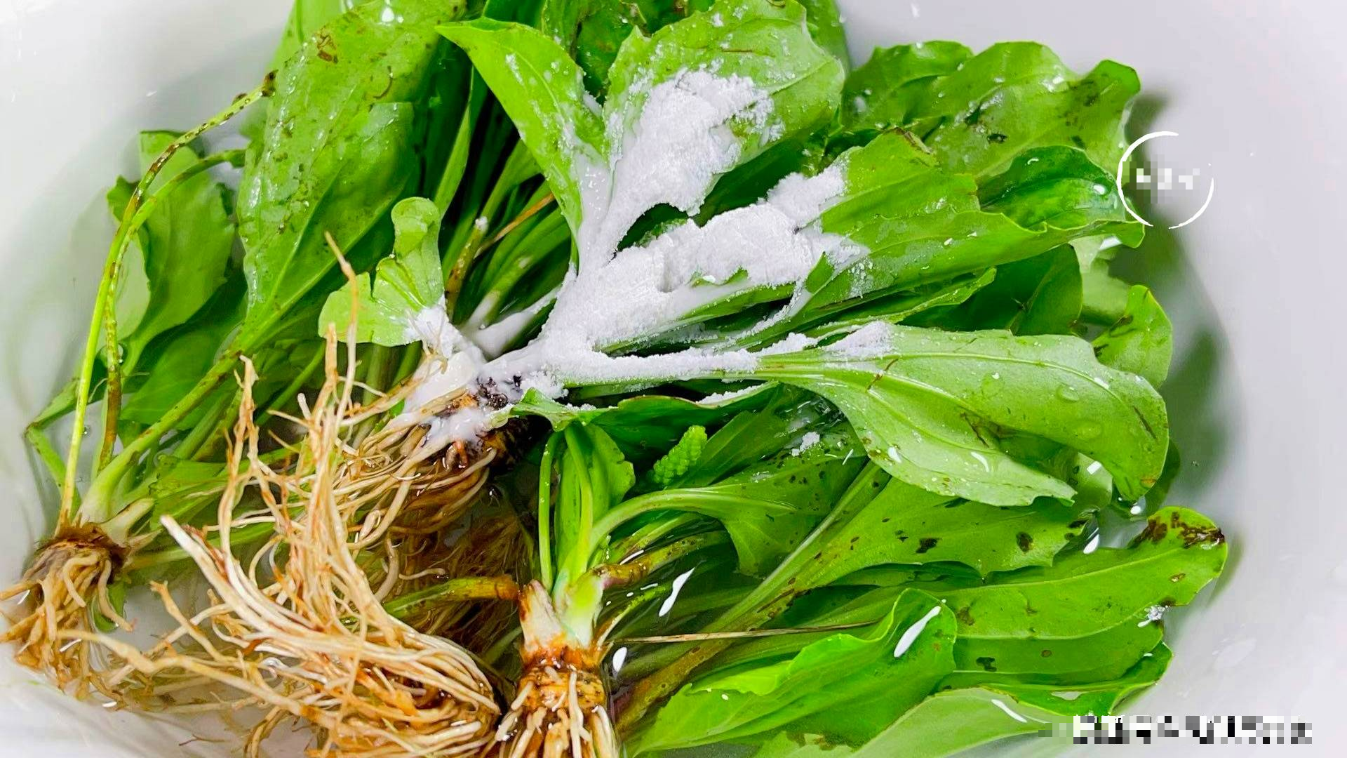 Loại rau dại mọc khắp nơi hóa ra là vị thuốc quý, lợi tiểu, lợi mật, chữa ho, chế biến kiểu gì cũng ngon - Ảnh 4.