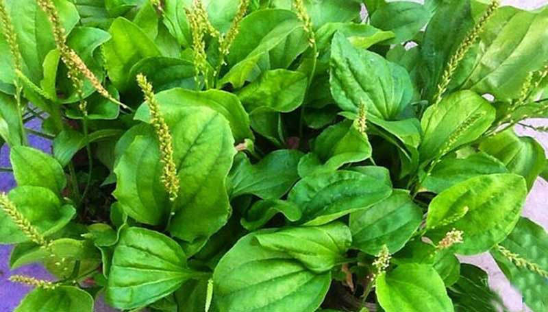 Loại rau dại mọc khắp nơi hóa ra là vị thuốc quý, lợi tiểu, lợi mật, chữa ho, chế biến kiểu gì cũng ngon - Ảnh 1.