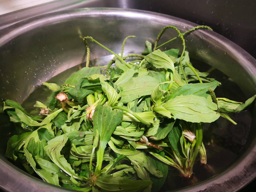 Loại rau dại mọc khắp nơi hóa ra là vị thuốc quý, lợi tiểu, lợi mật, chữa ho, chế biến kiểu gì cũng ngon - Ảnh 10.