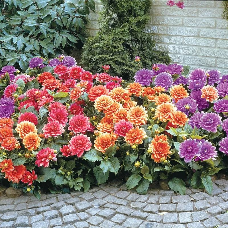 Mua 5 loại củ xấu xí, cắm xuống đất được biển hoa rực rỡ, nở suốt từ hè sang thu - Ảnh 11.