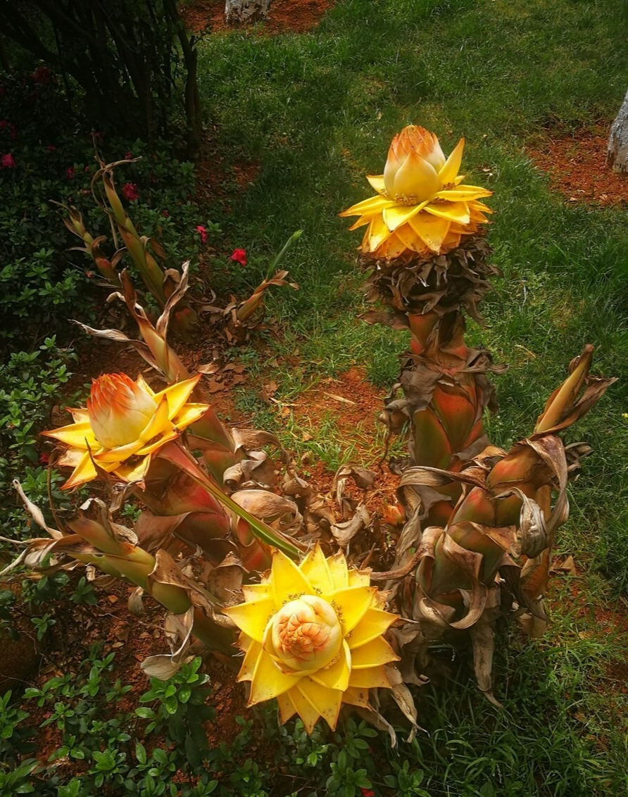 4 cây cảnh bá đạo, hoa to hơn mặt, độc lạ, sang chảnh  nhiều người chưa biết - Ảnh 2.