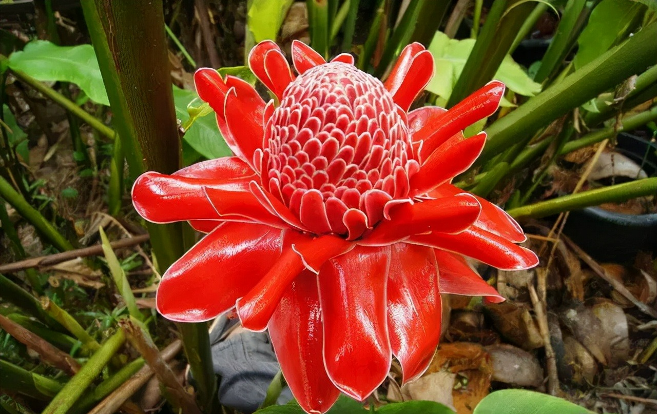 4 cây cảnh bá đạo, hoa to hơn mặt, độc lạ, sang chảnh  nhiều người chưa biết - Ảnh 7.