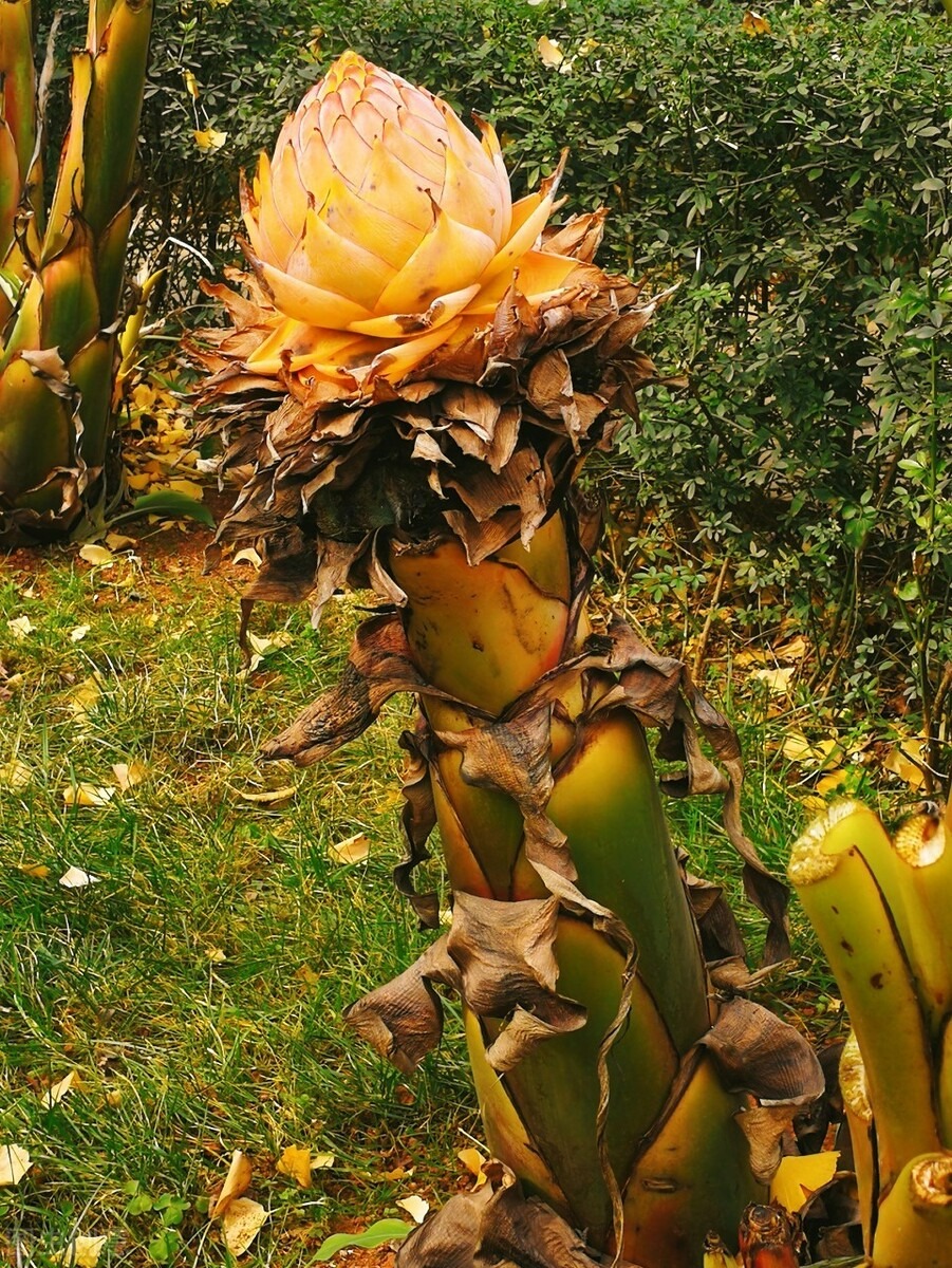 4 cây cảnh bá đạo, hoa to hơn mặt, độc lạ, sang chảnh  nhiều người chưa biết - Ảnh 3.