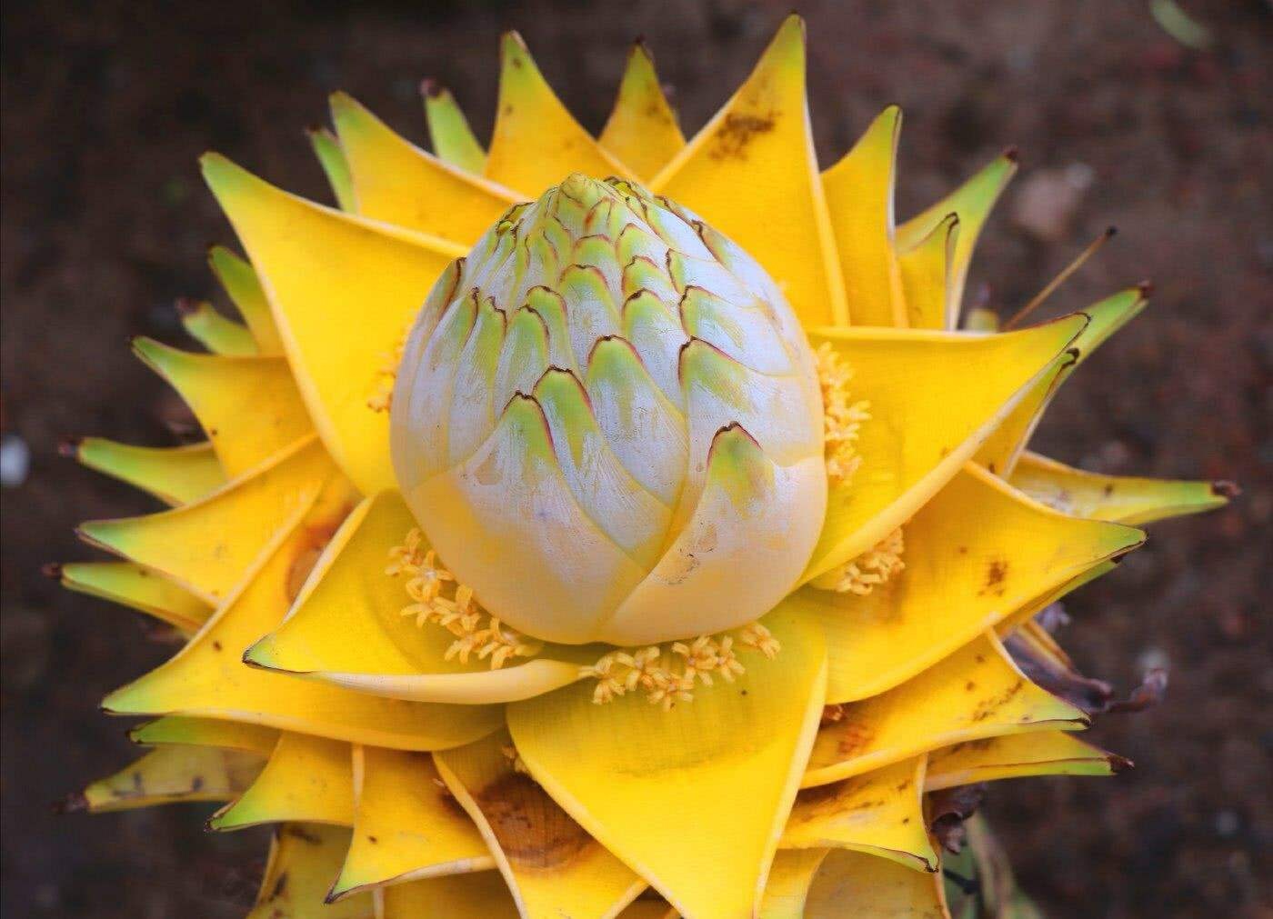 4 cây cảnh bá đạo, hoa to hơn mặt, độc lạ, sang chảnh  nhiều người chưa biết - Ảnh 1.