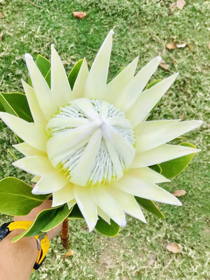 4 cây cảnh bá đạo, hoa to hơn mặt, độc lạ, sang chảnh  nhiều người chưa biết - Ảnh 5.