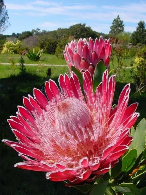 4 cây cảnh bá đạo, hoa to hơn mặt, độc lạ, sang chảnh  nhiều người chưa biết - Ảnh 4.