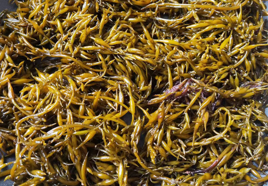 Loại rau "trường sinh" của người Nhật, nhuận tràng, dưỡng huyết, bổ sung canxi gấp 12 lần sữa, hầm thịt ăn rất ngon - Ảnh 1. Loại rau "trường sinh" của người Nhật, nhuận tràng, dưỡng huyết, bổ sung canxi gấp 12 lần sữa, hầm thịt ăn rất ngon - Ảnh 1.
