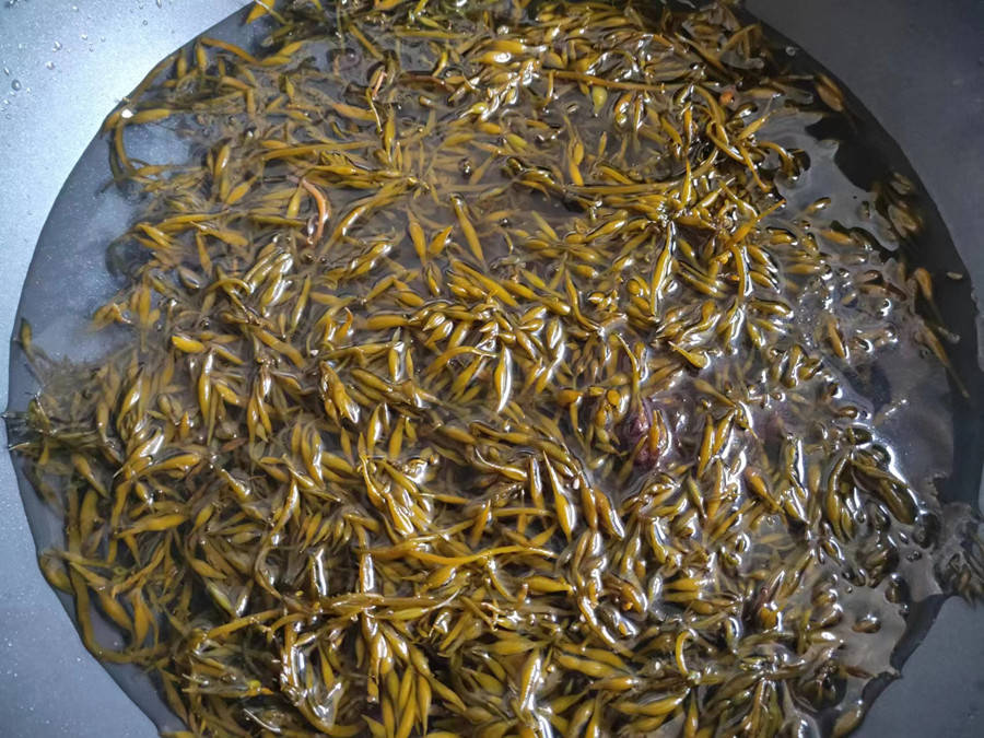 Loại rau "trường sinh" của người Nhật, nhuận tràng, dưỡng huyết, bổ sung canxi gấp 12 lần sữa, hầm thịt ăn rất ngon - Ảnh 6. Loại rau "trường sinh" của người Nhật, nhuận tràng, dưỡng huyết, bổ sung canxi gấp 12 lần sữa, hầm thịt ăn rất ngon - Ảnh 6.