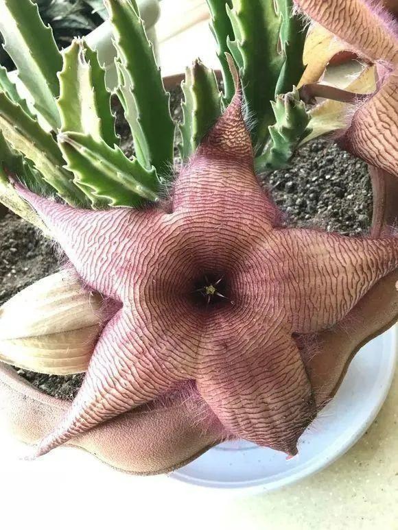 4 cây cảnh bá đạo, hoa to hơn mặt, độc lạ, sang chảnh  nhiều người chưa biết - Ảnh 10.