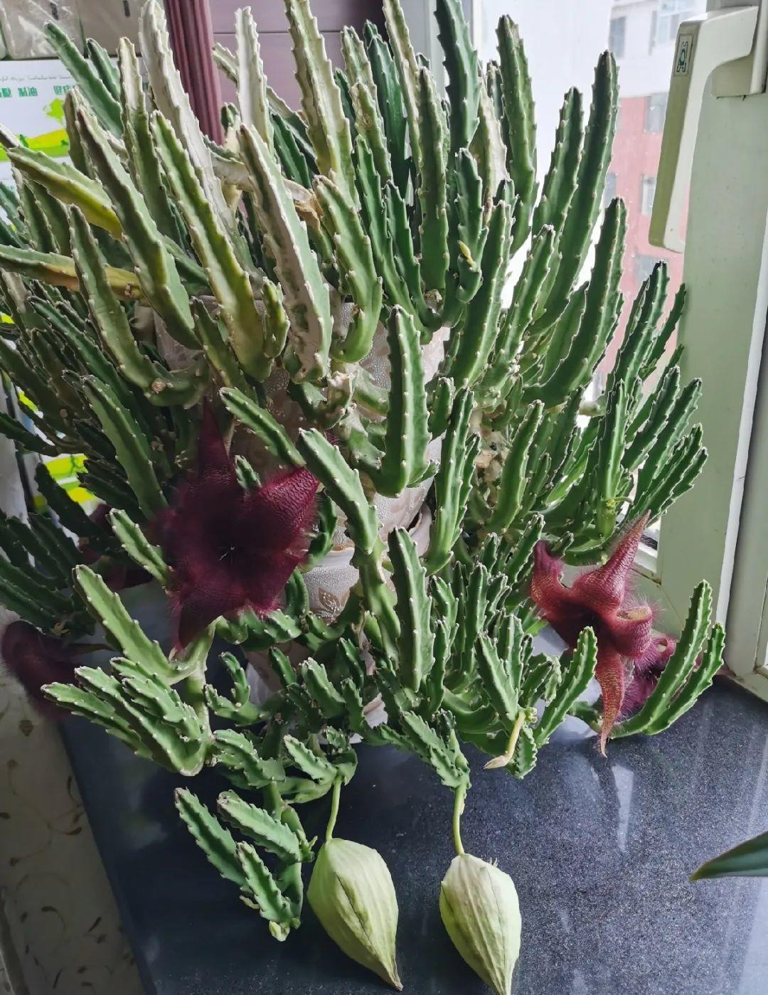 4 cây cảnh bá đạo, hoa to hơn mặt, độc lạ, sang chảnh  nhiều người chưa biết - Ảnh 11.