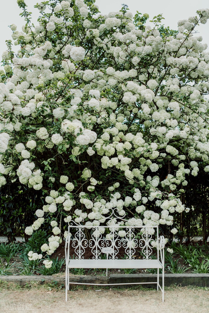 5 cây cảnh "nhìn xa trông rộng", tiền nhân trồng cây, con cháu hưởng phúc lộc, phú quý - Ảnh 3.