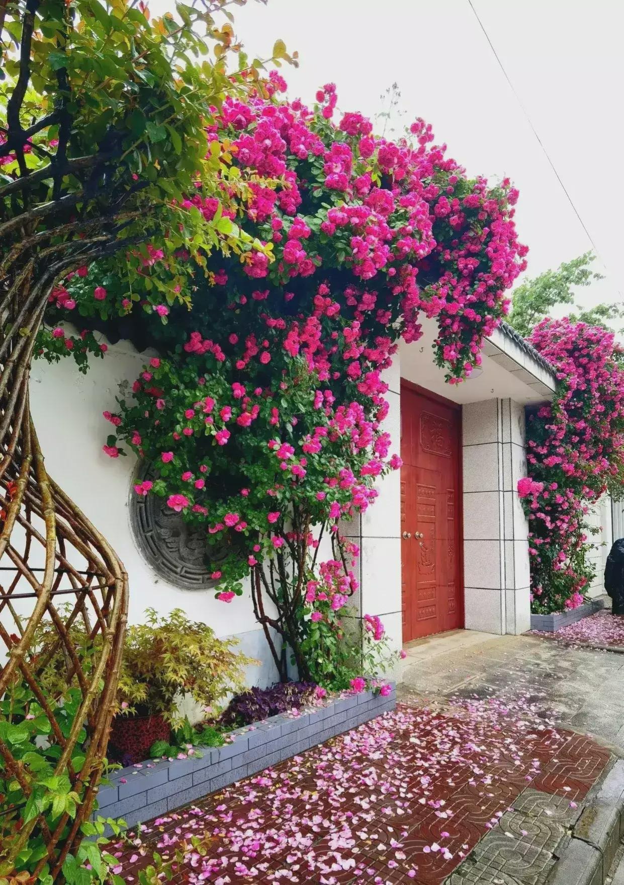 5 cây cảnh "nhìn xa trông rộng", tiền nhân trồng cây, con cháu hưởng phúc lộc, phú quý - Ảnh 1.