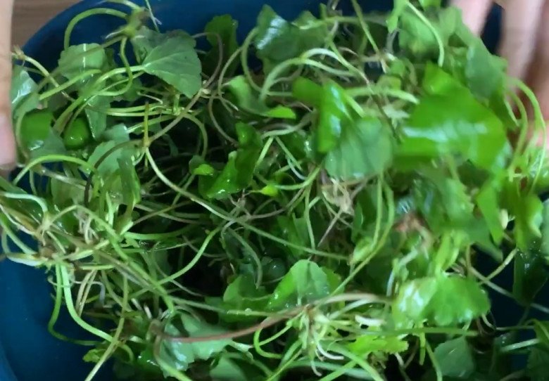 Loại rau dại xưa nhổ vứt đi không hết, nay bán 200.000đ/kg, đem nộm ăn bao phê, giải nhiệt ngày hè - Ảnh 3.