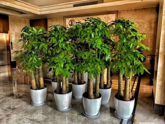 Phòng khách trồng 4 cây “cát tường” này, 10 nhà thì 9 nhà phú quý, người giàu đặc biệt thích cây thứ nhất - Ảnh 3. Phòng khách trồng 4 cây “cát tường” này, 10 nhà thì 9 nhà phú quý, người giàu đặc biệt thích cây thứ nhất - Ảnh 3.