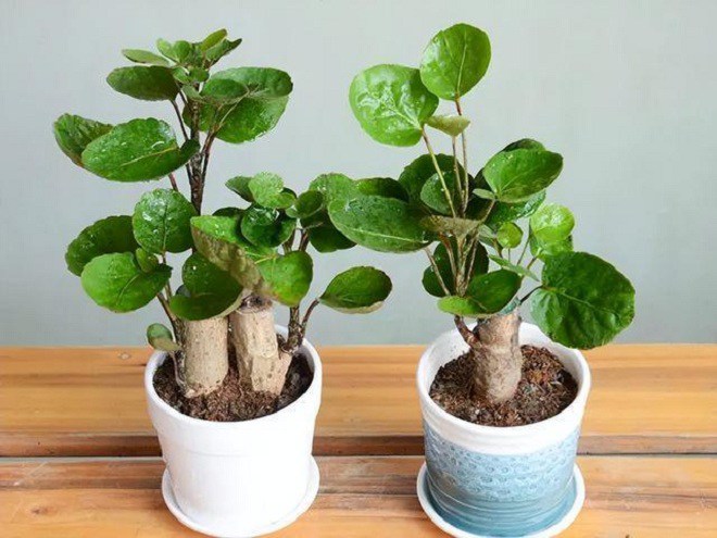 Phòng khách trồng 4 cây “cát tường” này, 10 nhà thì 9 nhà phú quý, người giàu đặc biệt thích cây thứ nhất - Ảnh 2. Phòng khách trồng 4 cây “cát tường” này, 10 nhà thì 9 nhà phú quý, người giàu đặc biệt thích cây thứ nhất - Ảnh 2.