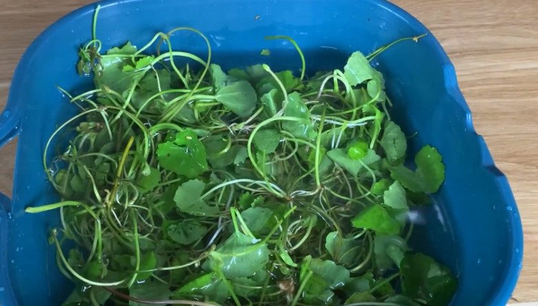 Loại rau dại xưa nhổ vứt đi không hết, nay bán 200.000đ/kg, đem nộm ăn bao phê, giải nhiệt ngày hè - Ảnh 4.