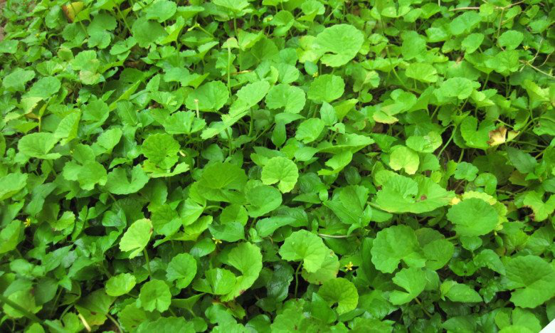 Loại rau dại xưa nhổ vứt đi không hết, nay bán 200.000đ/kg, đem nộm ăn bao phê, giải nhiệt ngày hè - Ảnh 1.