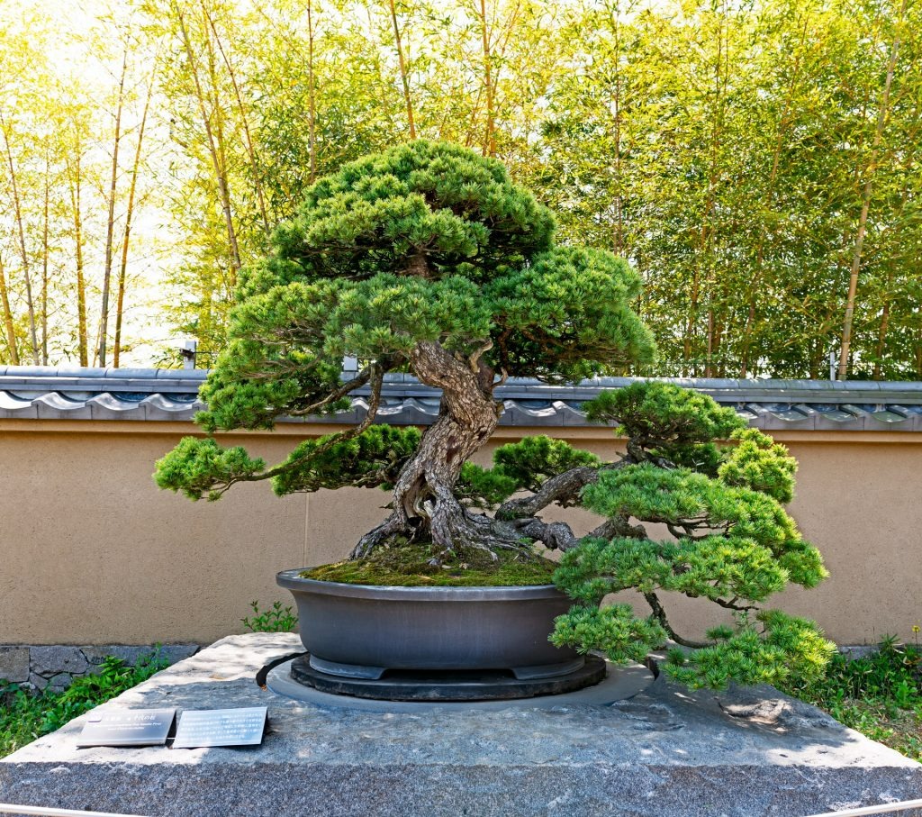 Phòng khách trồng 4 cây “cát tường” này, 10 nhà thì 9 nhà phú quý, người giàu đặc biệt thích cây thứ nhất - Ảnh 1. Phòng khách trồng 4 cây “cát tường” này, 10 nhà thì 9 nhà phú quý, người giàu đặc biệt thích cây thứ nhất - Ảnh 1.