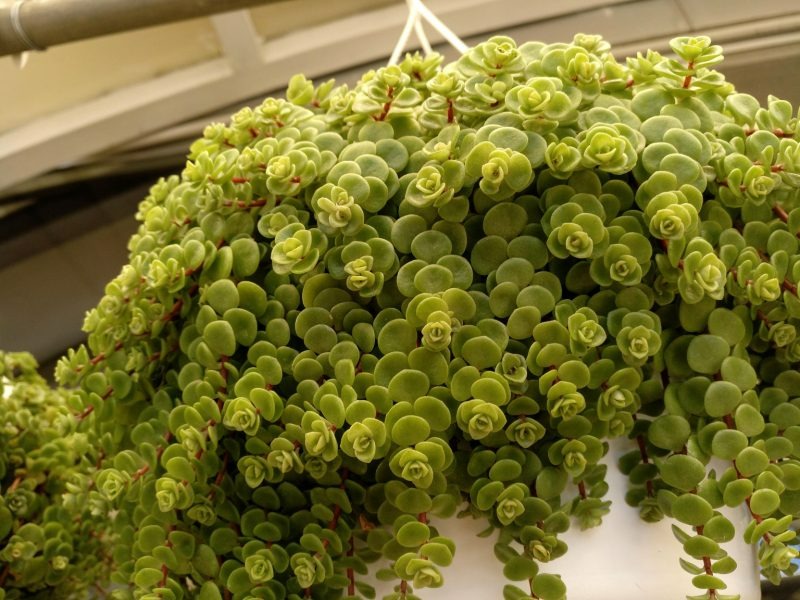 7 cây cảnh "sặc mùi tiền", trồng trong nhà chiêu tài, hút lộc, gia đình giàu có rất thích - Ảnh 6.