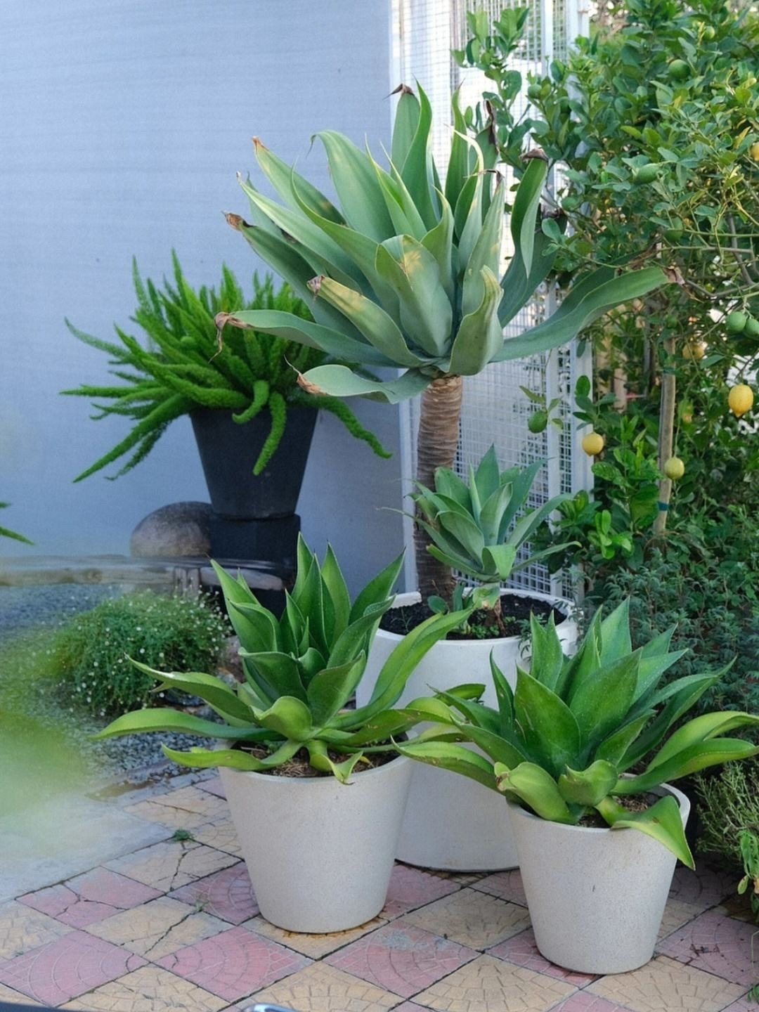 Cây cảnh bá đạo, "nhìn nhưng không chạm", sức sống mãnh liệt, thích hợp cho người lười - Ảnh 1.