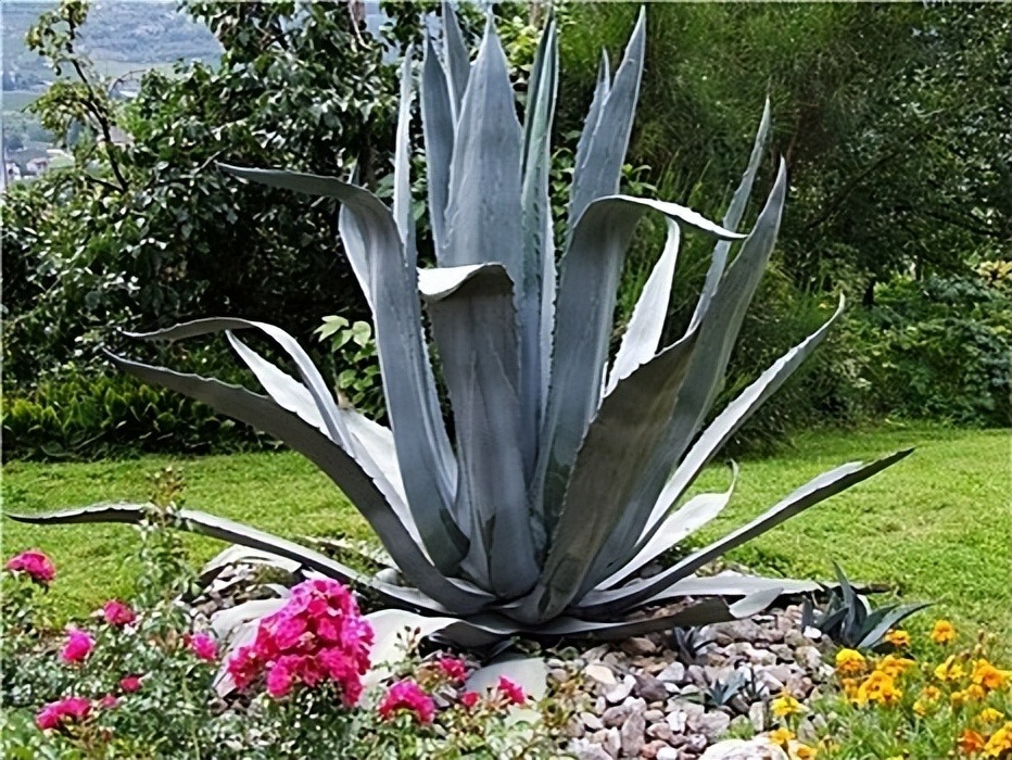 Cây cảnh bá đạo, "nhìn nhưng không chạm", sức sống mãnh liệt, thích hợp cho người lười - Ảnh 2.