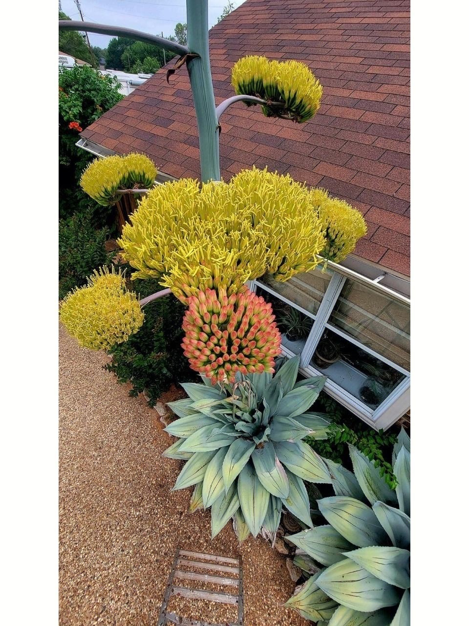 Cây cảnh bá đạo, "nhìn nhưng không chạm", sức sống mãnh liệt, thích hợp cho người lười - Ảnh 4.