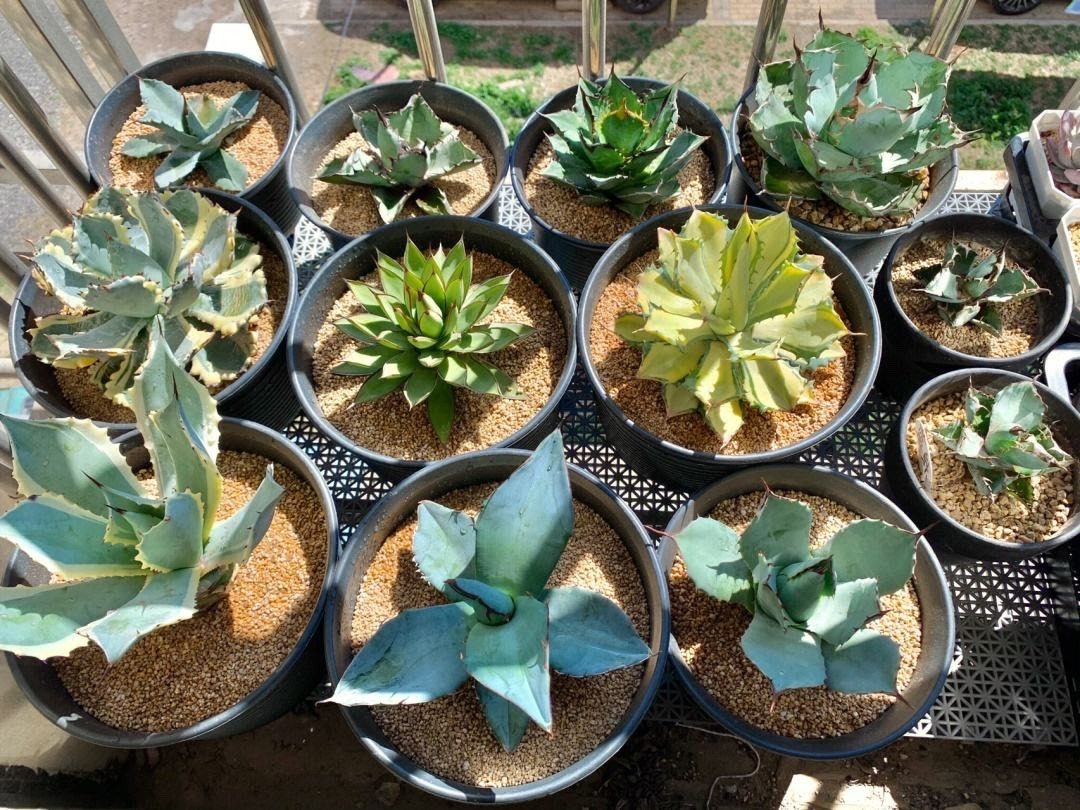 Cây cảnh bá đạo, "nhìn nhưng không chạm", sức sống mãnh liệt, thích hợp cho người lười - Ảnh 3.