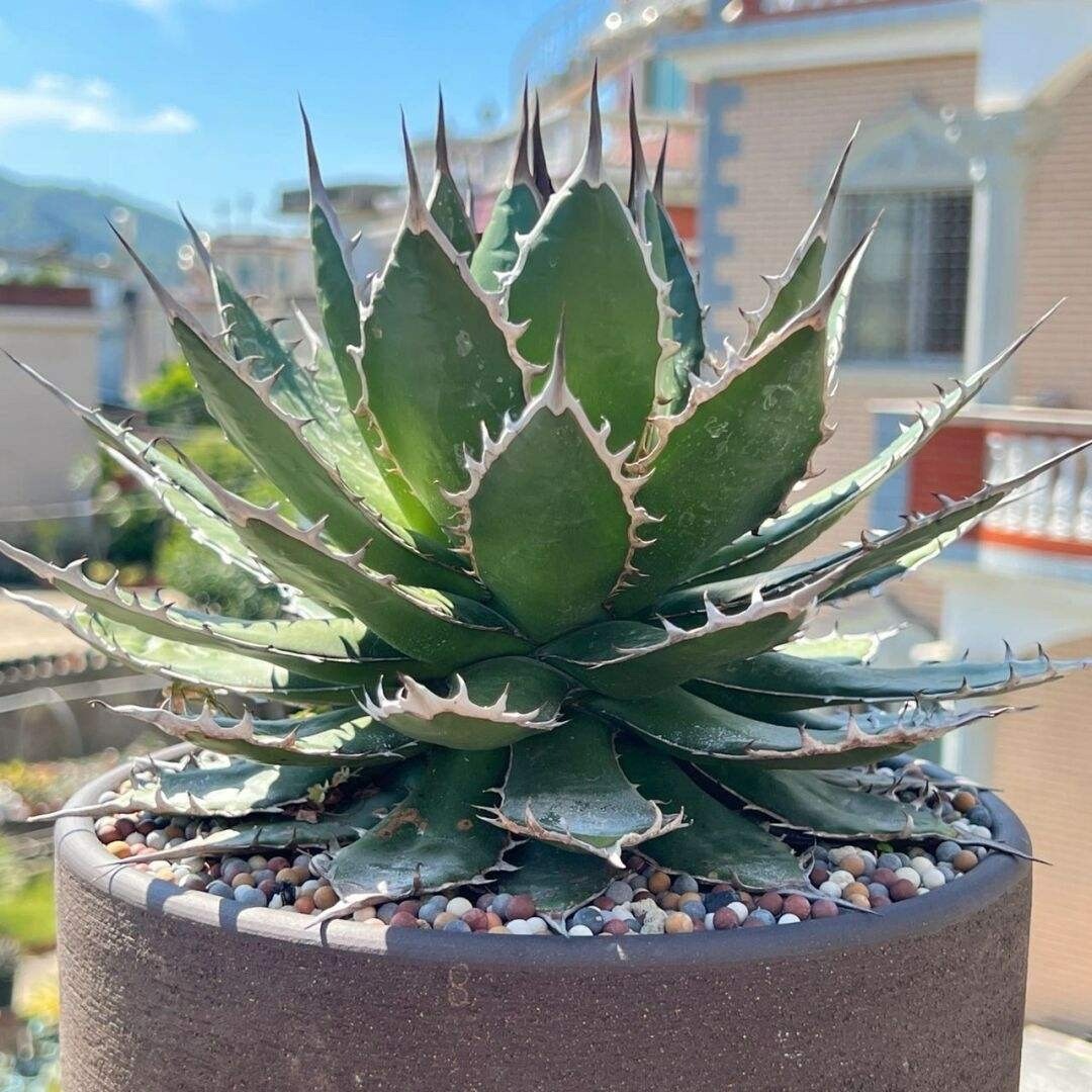 Cây cảnh bá đạo, "nhìn nhưng không chạm", sức sống mãnh liệt, thích hợp cho người lười - Ảnh 5.