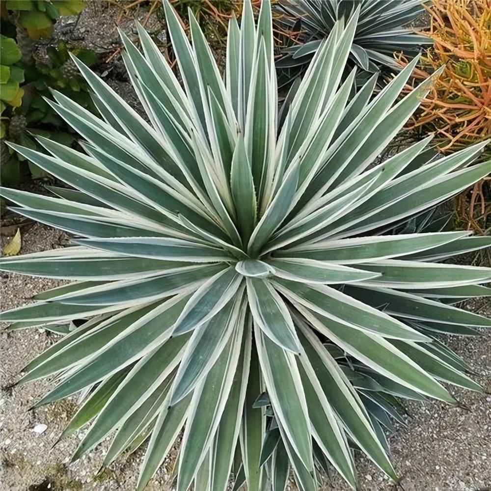 Cây cảnh bá đạo, "nhìn nhưng không chạm", sức sống mãnh liệt, thích hợp cho người lười - Ảnh 6.