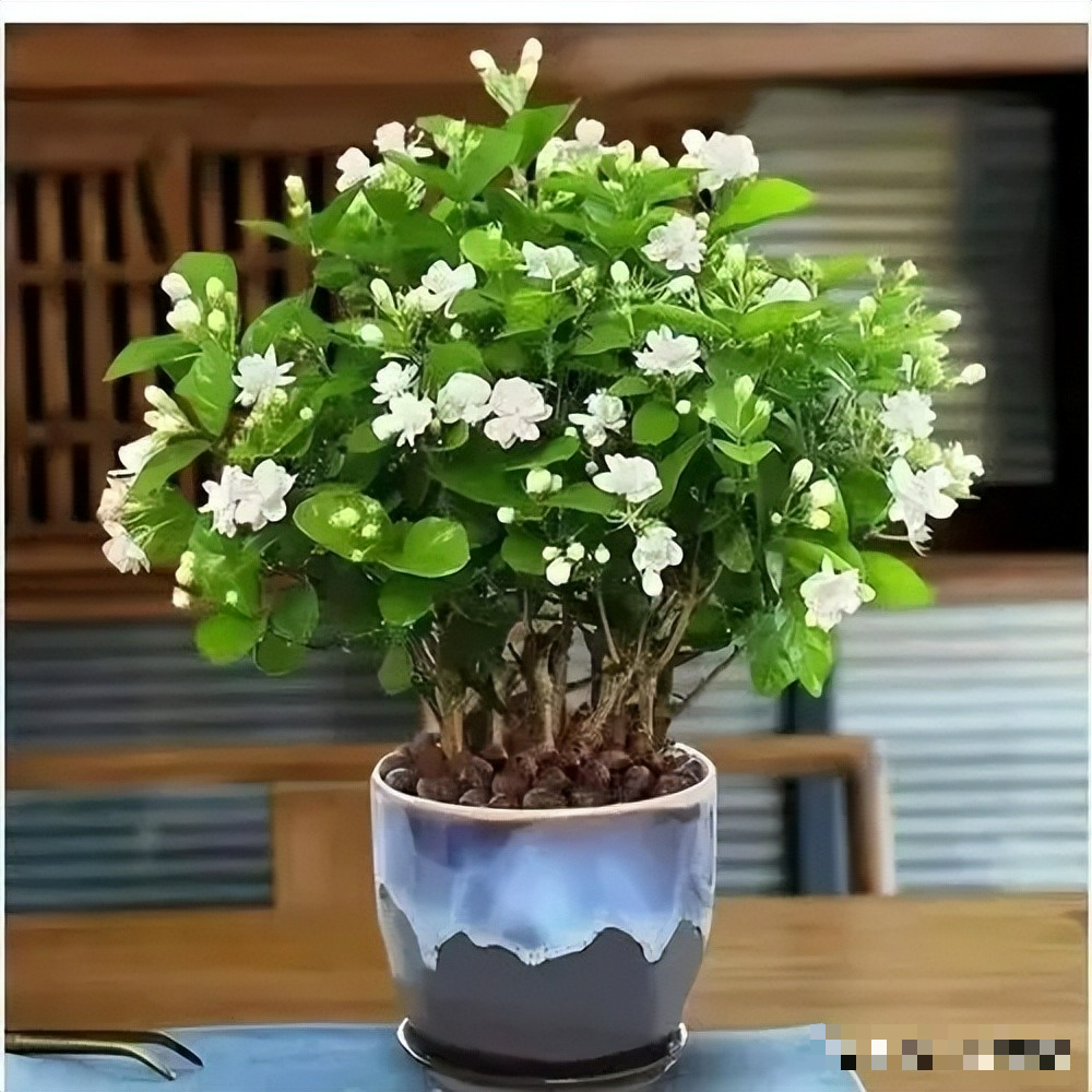 7 cây cảnh "không sợ trời", nắng nóng 38-40 độ càng rực rỡ, nở hoa chói lóa - Ảnh 6. 7 cây cảnh "không sợ trời", nắng nóng 38-40 độ càng rực rỡ, nở hoa chói lóa - Ảnh 6.