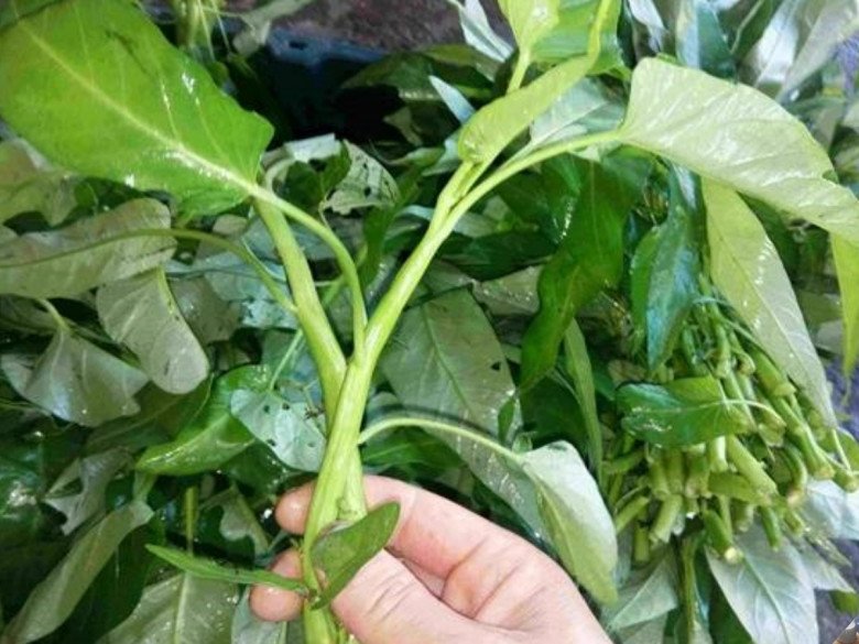Loại rau chợ Việt bán vài nghìn/mớ, ở Nhật 100.000đ/10 cọng, nấu thế này giòn sần sật ăn rất ngon - Ảnh 2.