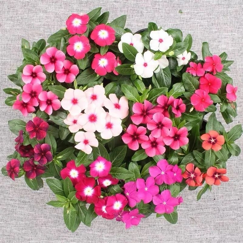 7 cây cảnh "không sợ trời", nắng nóng 38-40 độ càng rực rỡ, nở hoa chói lóa - Ảnh 7. 7 cây cảnh "không sợ trời", nắng nóng 38-40 độ càng rực rỡ, nở hoa chói lóa - Ảnh 7.