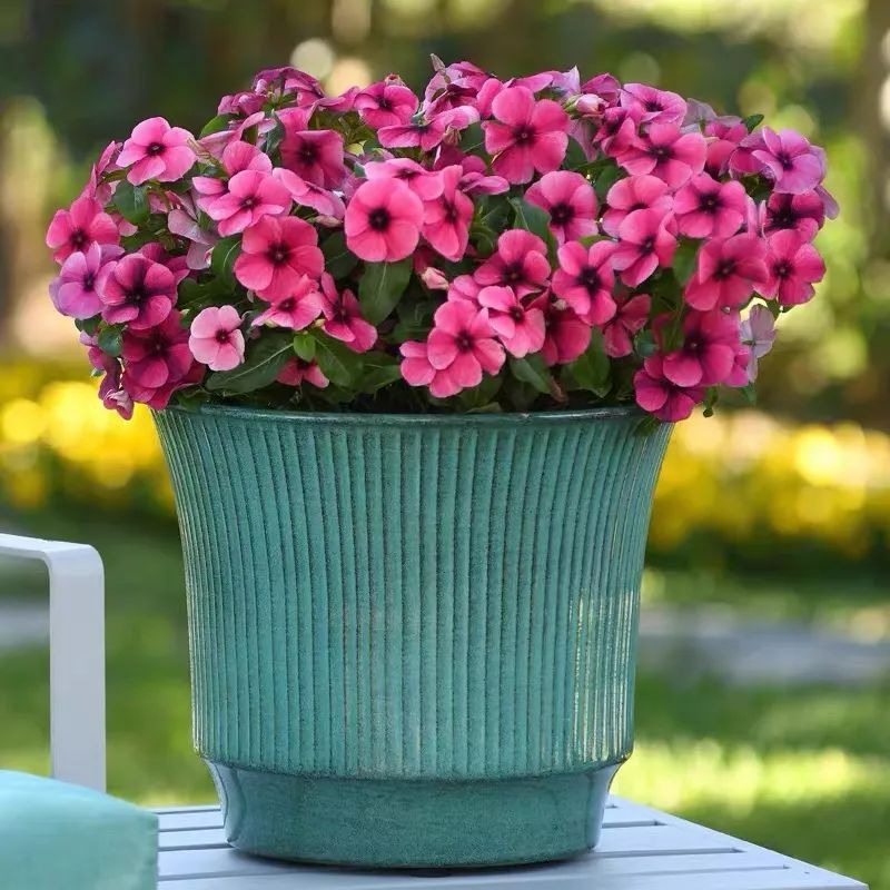 7 cây cảnh "không sợ trời", nắng nóng 38-40 độ càng rực rỡ, nở hoa chói lóa - Ảnh 8. 7 cây cảnh "không sợ trời", nắng nóng 38-40 độ càng rực rỡ, nở hoa chói lóa - Ảnh 8.