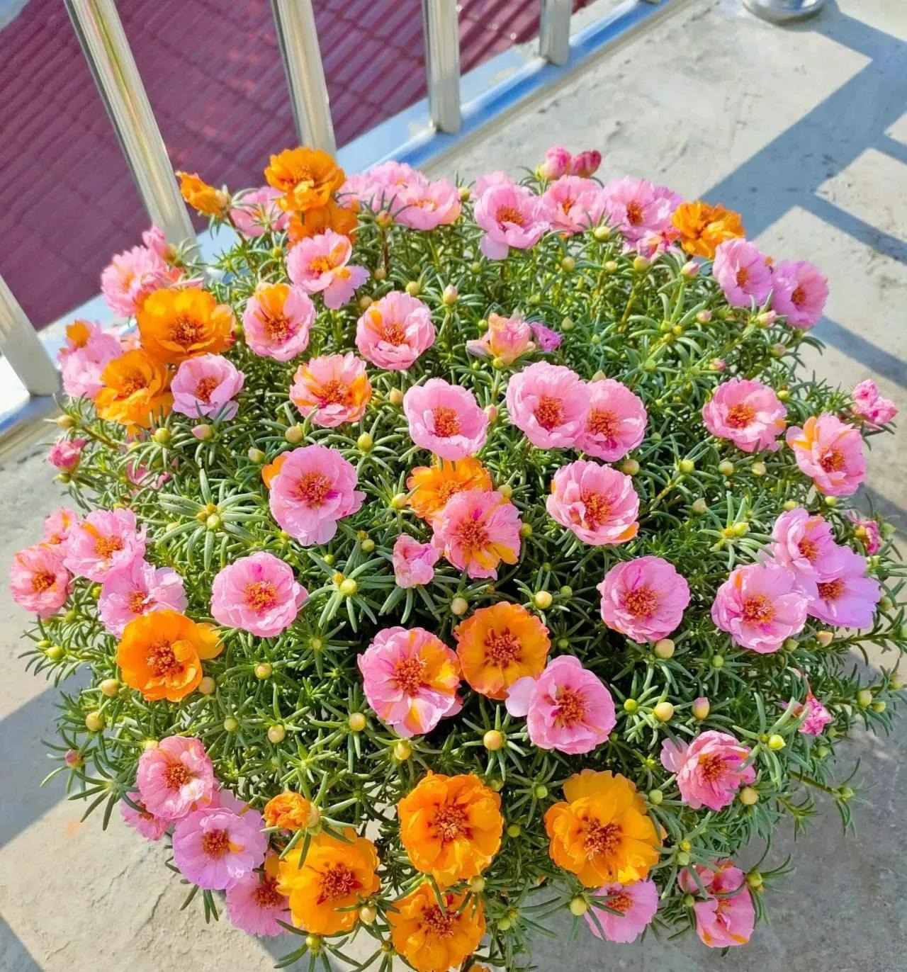 7 cây cảnh "không sợ trời", nắng nóng 38-40 độ càng rực rỡ, nở hoa chói lóa - Ảnh 13. 7 cây cảnh "không sợ trời", nắng nóng 38-40 độ càng rực rỡ, nở hoa chói lóa - Ảnh 13.