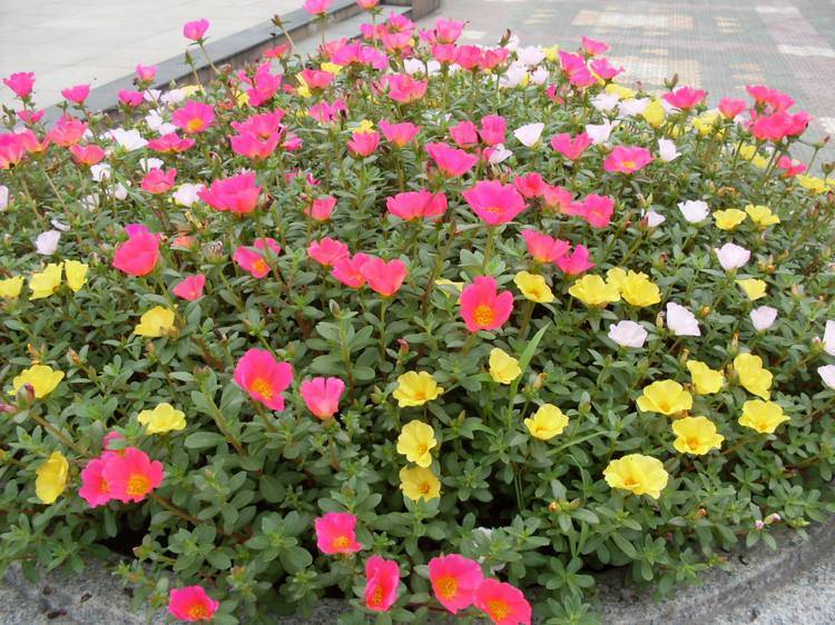 7 cây cảnh "không sợ trời", nắng nóng 38-40 độ càng rực rỡ, nở hoa chói lóa - Ảnh 14. 7 cây cảnh "không sợ trời", nắng nóng 38-40 độ càng rực rỡ, nở hoa chói lóa - Ảnh 14.
