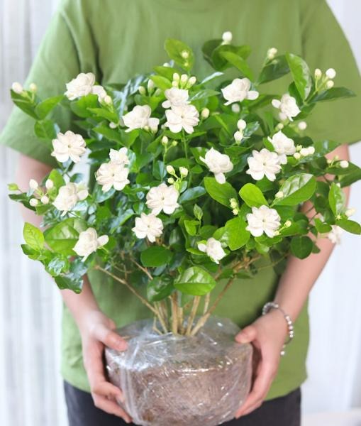 7 cây cảnh "không sợ trời", nắng nóng 38-40 độ càng rực rỡ, nở hoa chói lóa - Ảnh 5. 7 cây cảnh "không sợ trời", nắng nóng 38-40 độ càng rực rỡ, nở hoa chói lóa - Ảnh 5.