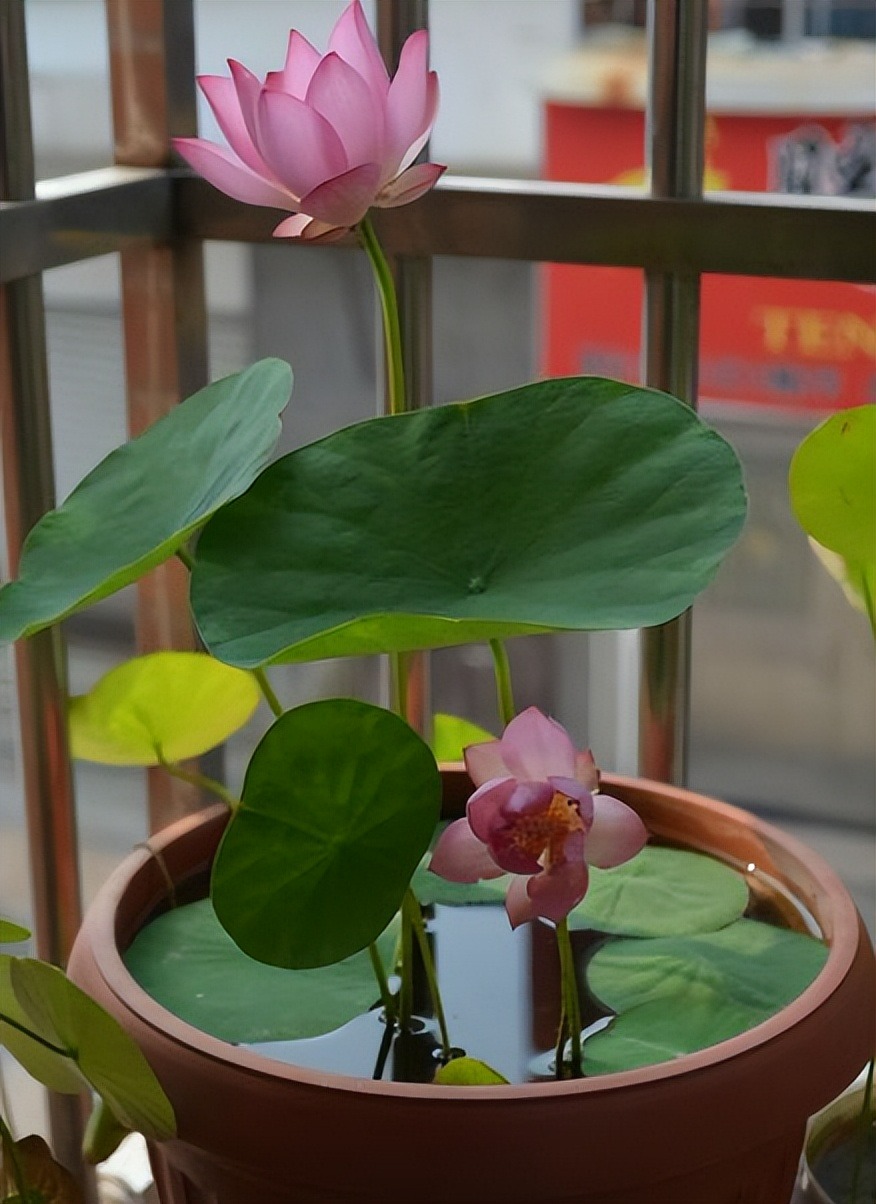 7 cây cảnh "không sợ trời", nắng nóng 38-40 độ càng rực rỡ, nở hoa chói lóa - Ảnh 10. 7 cây cảnh "không sợ trời", nắng nóng 38-40 độ càng rực rỡ, nở hoa chói lóa - Ảnh 10.