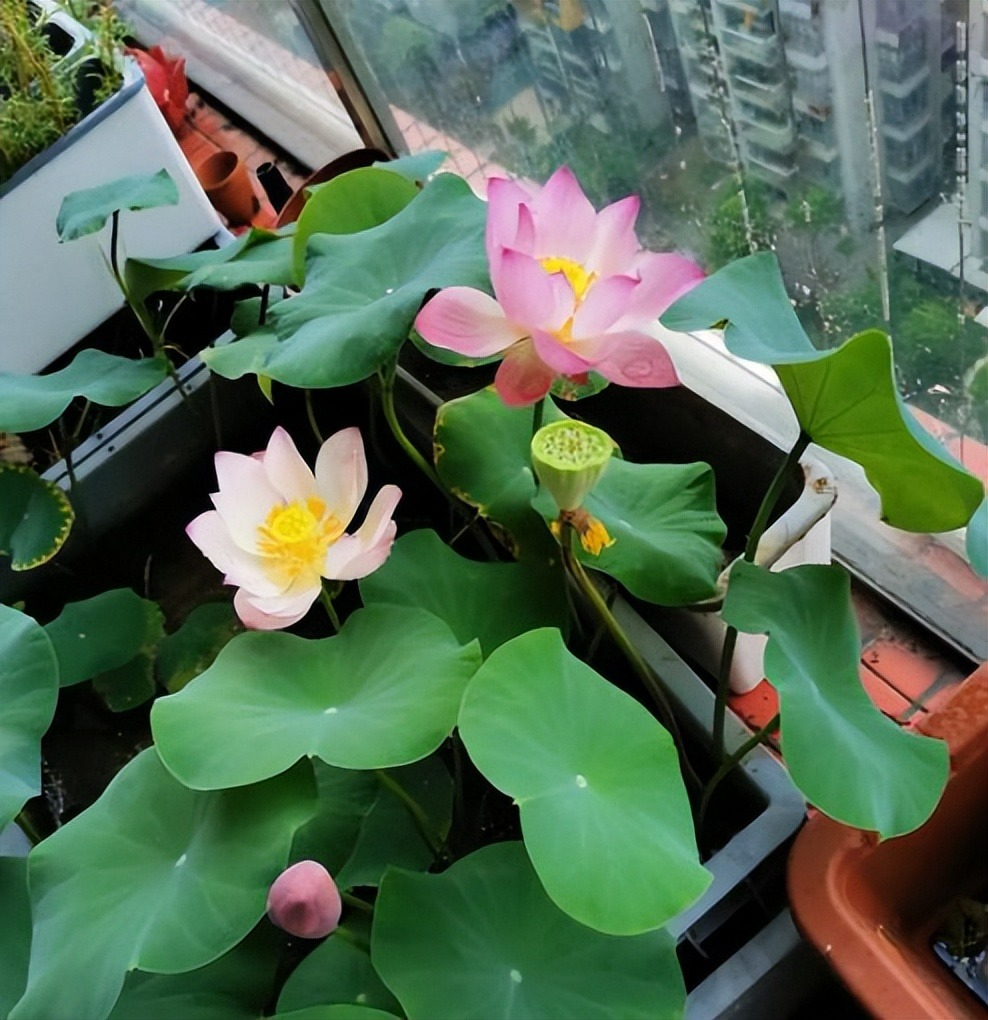 7 cây cảnh "không sợ trời", nắng nóng 38-40 độ càng rực rỡ, nở hoa chói lóa - Ảnh 9. 7 cây cảnh "không sợ trời", nắng nóng 38-40 độ càng rực rỡ, nở hoa chói lóa - Ảnh 9.