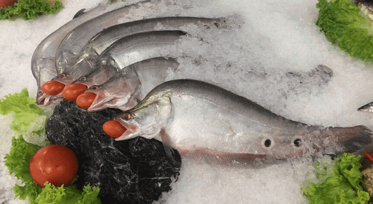 Loài cá "vua dinh dưỡng", nhiều chất béo, tốt tim, bổ thận, làm chả cá thơm ngon đầu bảng - Ảnh 1.