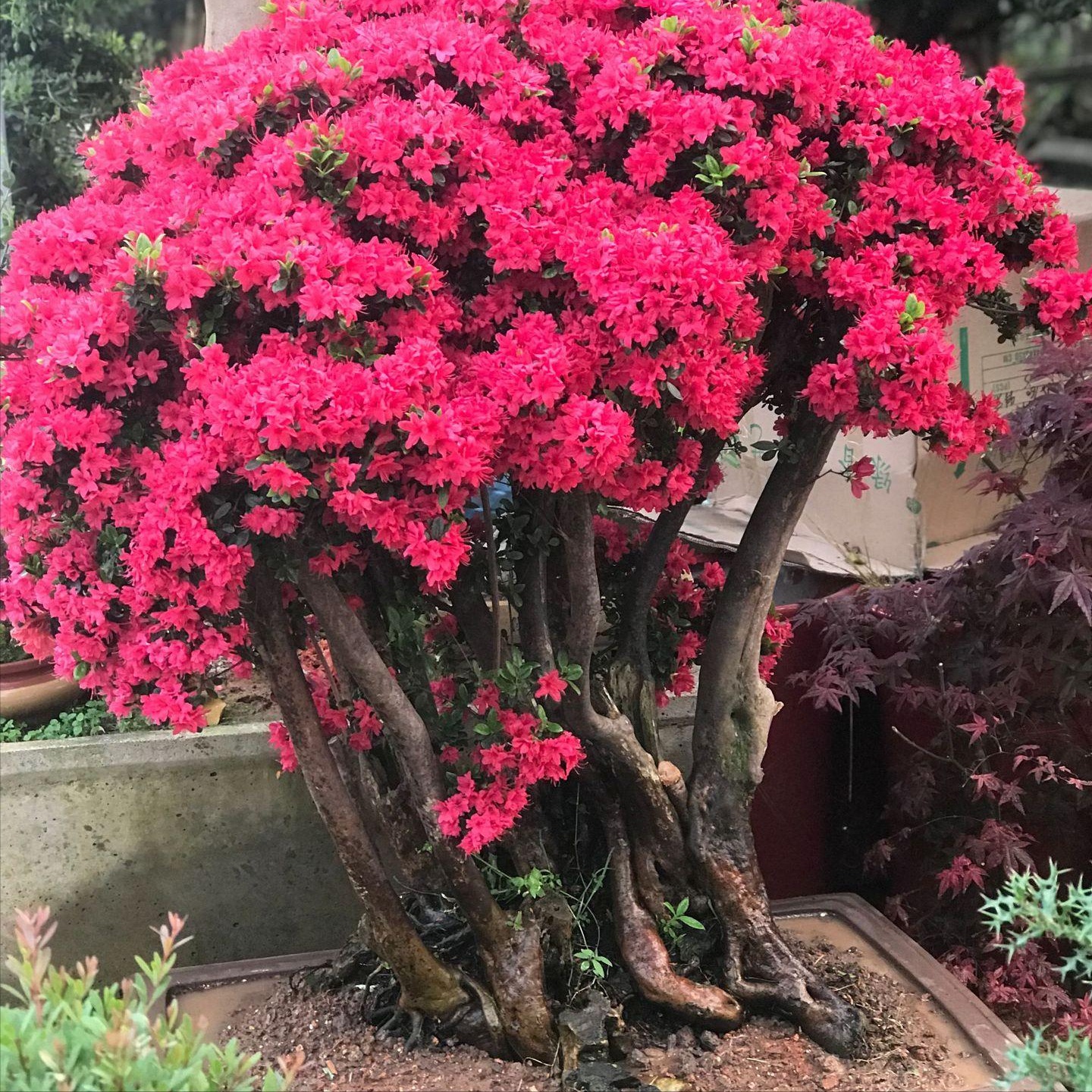 Trồng 1 cây, dưỡng cả đời, 6 cây cảnh điềm lành có tuổi thọ 100 năm, thành vật báu gia truyền - Ảnh 8.