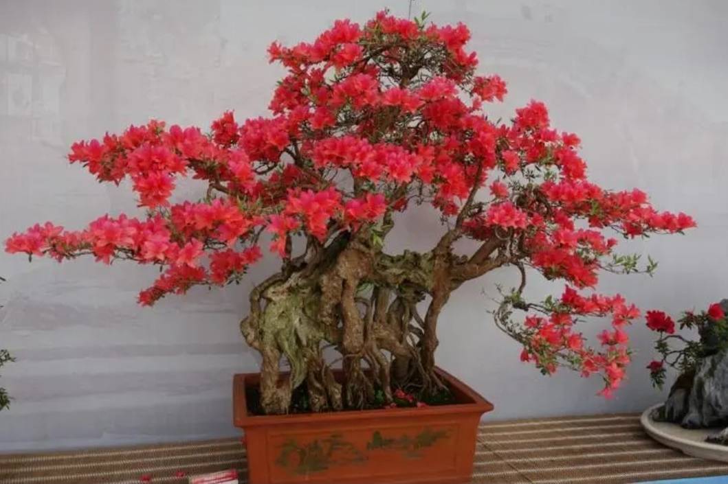 Trồng 1 cây, dưỡng cả đời, 6 cây cảnh điềm lành có tuổi thọ 100 năm, thành vật báu gia truyền - Ảnh 7.