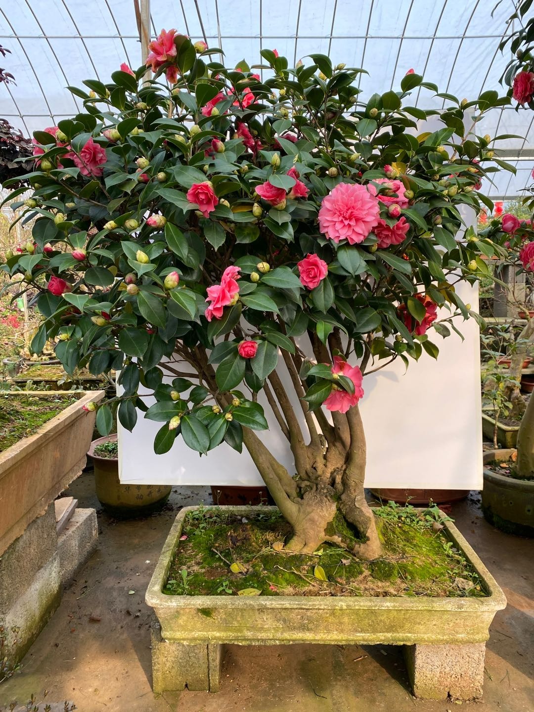 Trồng 1 cây, dưỡng cả đời, 6 cây cảnh điềm lành có tuổi thọ 100 năm, thành vật báu gia truyền - Ảnh 10.