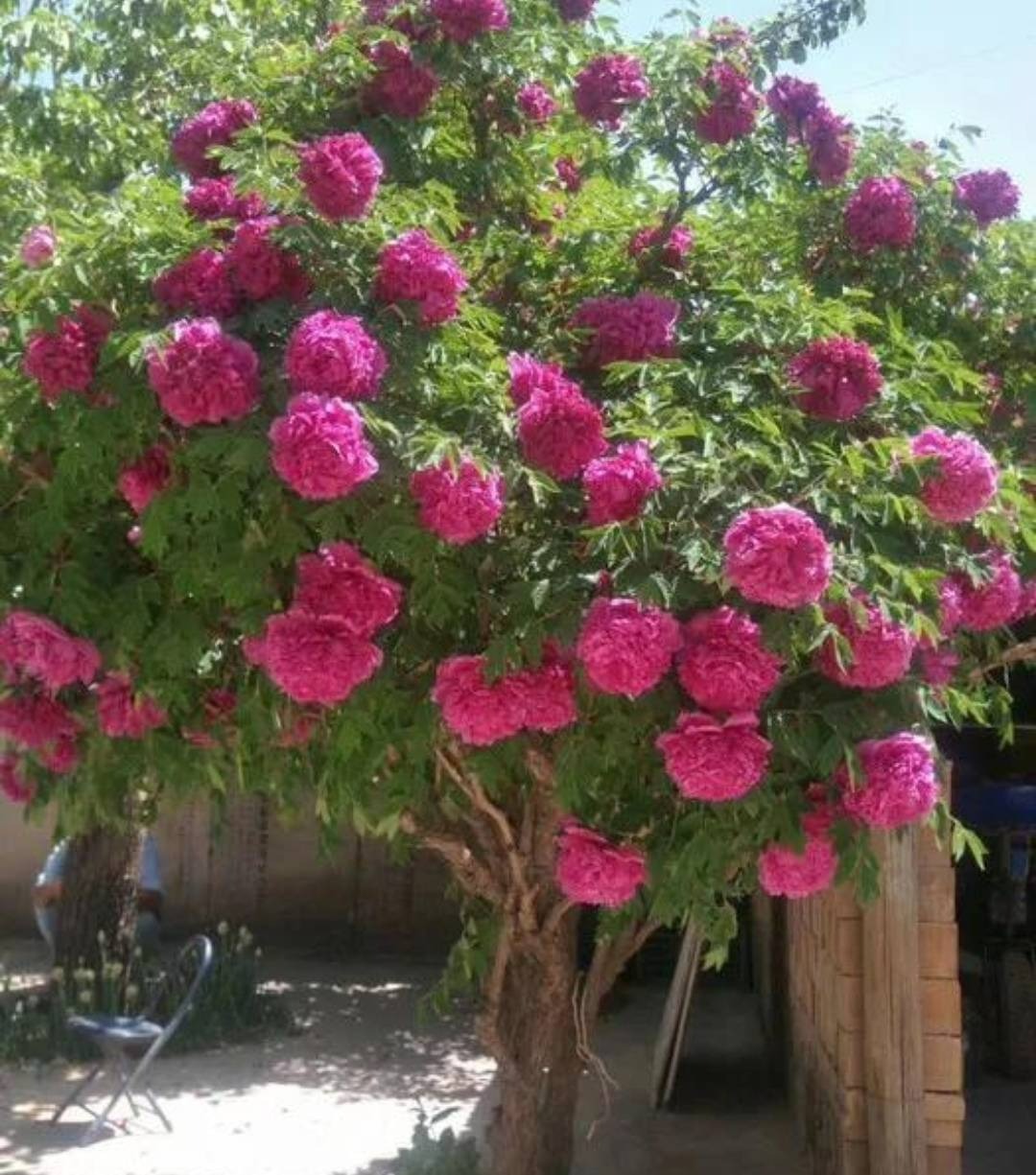 Trồng 1 cây, dưỡng cả đời, 6 cây cảnh điềm lành có tuổi thọ 100 năm, thành vật báu gia truyền - Ảnh 11.